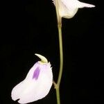 Utricularia pubescens Blomma