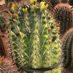 Ferocactus herrerae Foglia