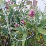 Salvia canariensisFlower