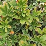 Potentilla valderia Likasa
