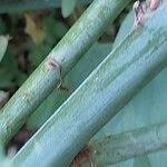 Romneya coulteri Bark