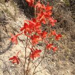 Delphinium cardinale Агульны выгляд