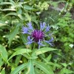 Centaurea triumfettii Blüte