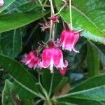 Forgesia racemosa Virág