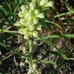 Asclepias stenophylla Blüte