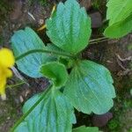 Ranunculus bullatus Leaf