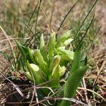 Dactylorhiza sambucina Habitat