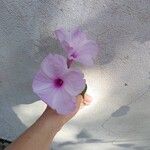 Ipomoea carnea Flower