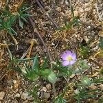 Spergularia rubra Sonstige