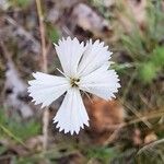 Dianthus arrosti