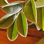 Indigofera schimperi 葉