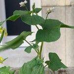 Fagopyrum esculentum Staniste