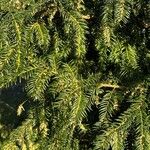 Taxus baccata برگ