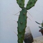 Opuntia monacantha 樹皮