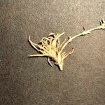 Sagina pilifera পাতা