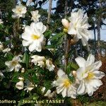 Camellia x vernalis Hábito