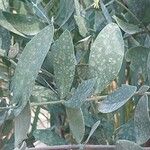 Simmondsia chinensis Φύλλο