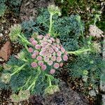 Seseli gummiferum 花