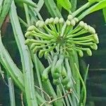 Marcgravia umbellata Flower