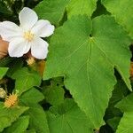 Abutilon vitifolium Blad