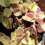 Plectranthus parviflorus Blad