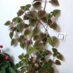 Plectranthus scutellarioides Агульны выгляд