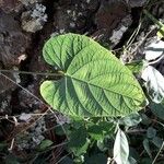 Camonea umbellata Foglia