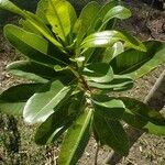 Sideroxylon borbonicum Yaprak
