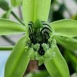 Coelogyne pandurata Flor