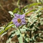 Solanum elaeagnifoliumΛουλούδι