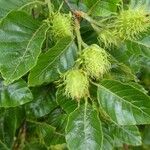 Castanea crenata 果實