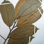 Maquira calophylla Altres
