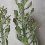 Lepidium hirtum Fruitua