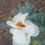 Argemone pleiacantha 花