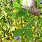 Trifolium resupinatum Habit