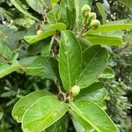 Capparis flexuosa Leaf