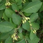 Cotoneaster multiflorus Gyümölcs