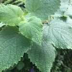 Plectranthus barbatus AndrewsLeaf