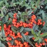 Pyracantha angustifolia Ffrwyth