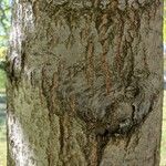Quercus palustris Bark