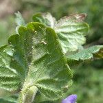 Glechoma hederacea Folha