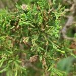 Chamaecyparis thyoides Leaf
