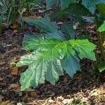 Acanthus mollisHoja