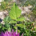 Centaurea pullata 叶