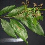 Nectandra membranacea Autre