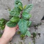 Viburnum rugosum叶