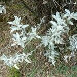 Salvia leucophylla पत्ता