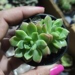 Sedum clavatum Lapas