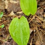 Maianthemum canadense Hoja