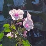 Ipomoea carneaFlower